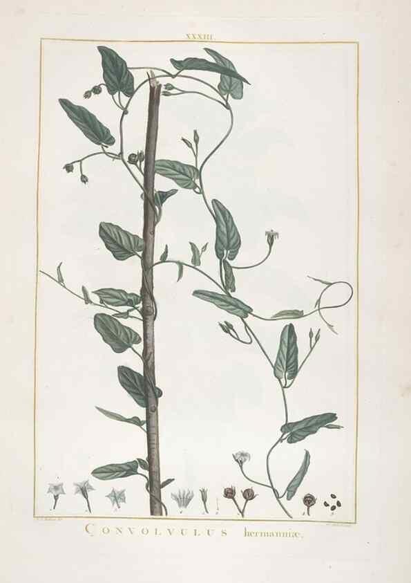 Reproducción/Reproduction 48826635046: Stirpes novae :. Parisiis :ex typographia Philippi-Dionysii Pierres,1784-85.. 