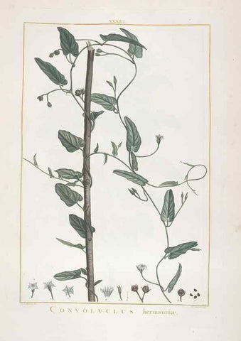 Reproducción/Reproduction 48826635046: Stirpes novae :. Parisiis :ex typographia Philippi-Dionysii Pierres,1784-85.. 