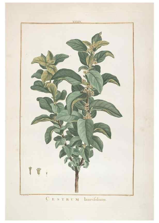 Reproducción/Reproduction 48826791317: Stirpes novae :. Parisiis :ex typographia Philippi-Dionysii Pierres,1784-85.. 