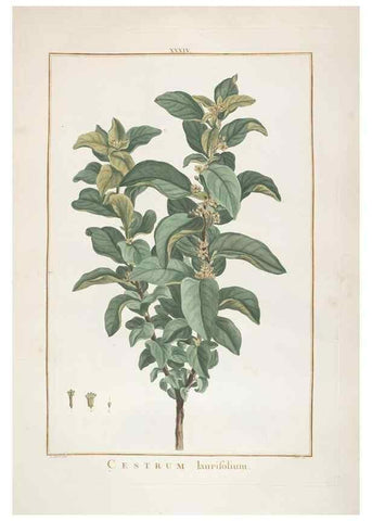 Reproducción/Reproduction 48826791317: Stirpes novae :. Parisiis :ex typographia Philippi-Dionysii Pierres,1784-85.. 