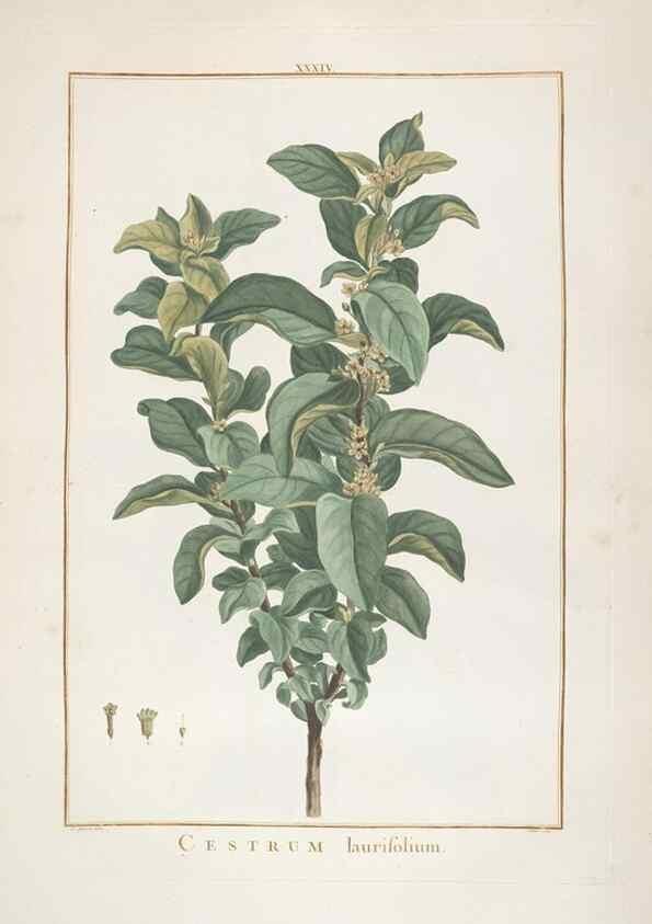 Reproducción/Reproduction 48826791317: Stirpes novae :. Parisiis :ex typographia Philippi-Dionysii Pierres,1784-85.. 