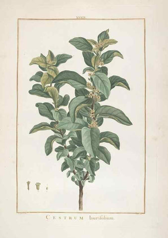 Reproducción/Reproduction 48826791317: Stirpes novae :. Parisiis :ex typographia Philippi-Dionysii Pierres,1784-85.. 