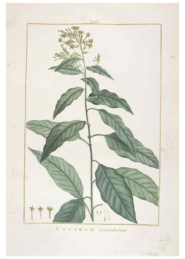 Reproducción/Reproduction 48826259933: Stirpes novae :. Parisiis :ex typographia Philippi-Dionysii Pierres,1784-85.. 