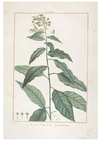 Reproducción/Reproduction 48826259933: Stirpes novae :. Parisiis :ex typographia Philippi-Dionysii Pierres,1784-85.. 