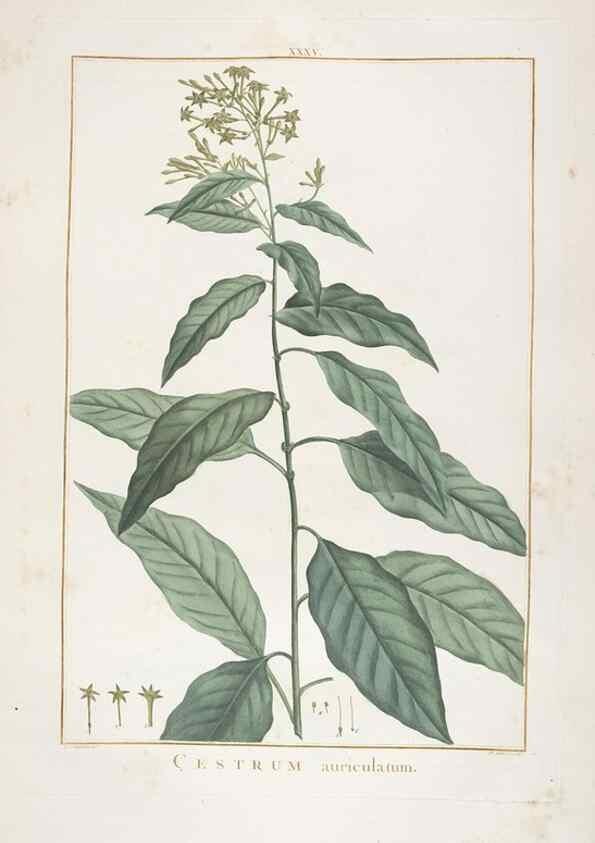 Reproducción/Reproduction 48826259933: Stirpes novae :. Parisiis :ex typographia Philippi-Dionysii Pierres,1784-85.. 