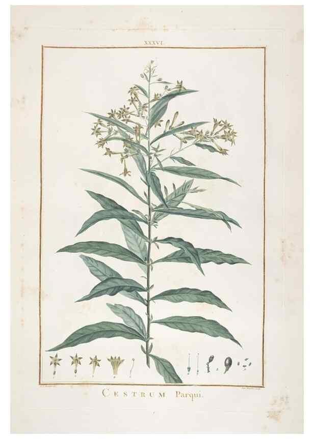 Reproducción/Reproduction 48826636171: Stirpes novae :. Parisiis :ex typographia Philippi-Dionysii Pierres,1784-85.. 