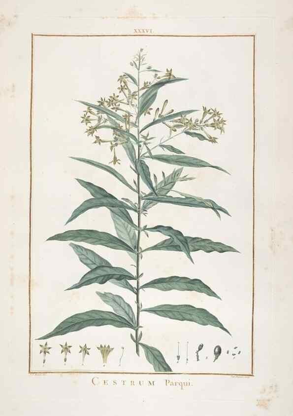 Reproducción/Reproduction 48826636171: Stirpes novae :. Parisiis :ex typographia Philippi-Dionysii Pierres,1784-85.. 