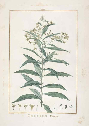Reproducción/Reproduction 48826636171: Stirpes novae :. Parisiis :ex typographia Philippi-Dionysii Pierres,1784-85.. 