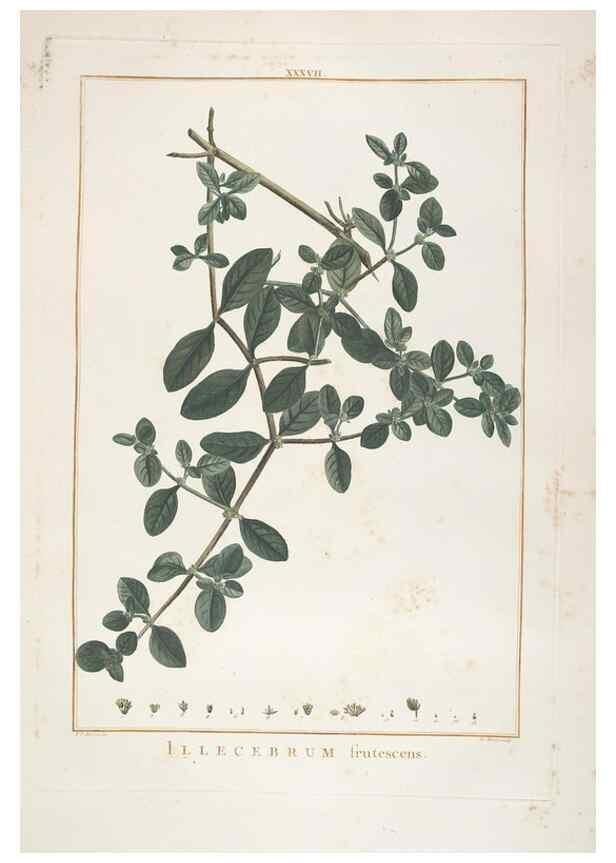 Reproducción/Reproduction 48826636486: Stirpes novae :. Parisiis :ex typographia Philippi-Dionysii Pierres,1784-85.. 