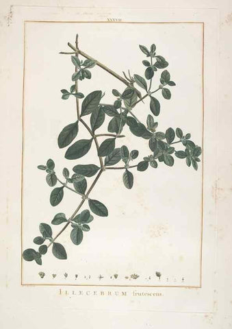 Reproducción/Reproduction 48826636486: Stirpes novae :. Parisiis :ex typographia Philippi-Dionysii Pierres,1784-85.. 