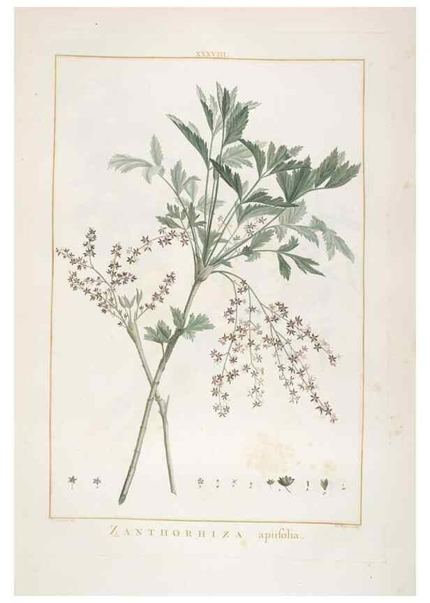 Reproducción/Reproduction 48826792612: Stirpes novae :. Parisiis :ex typographia Philippi-Dionysii Pierres,1784-85.. 