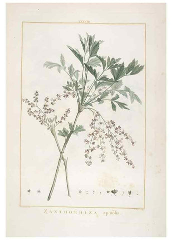 Reproducción/Reproduction 48826792612: Stirpes novae :. Parisiis :ex typographia Philippi-Dionysii Pierres,1784-85.. 