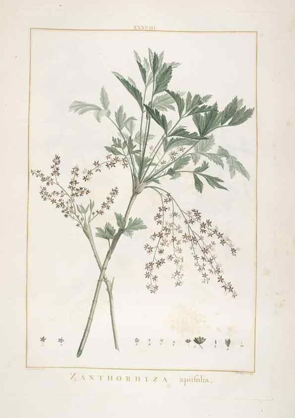Reproducción/Reproduction 48826792612: Stirpes novae :. Parisiis :ex typographia Philippi-Dionysii Pierres,1784-85.. 