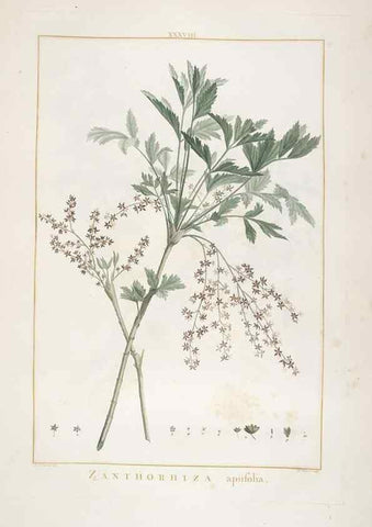 Reproducción/Reproduction 48826792612: Stirpes novae :. Parisiis :ex typographia Philippi-Dionysii Pierres,1784-85.. 