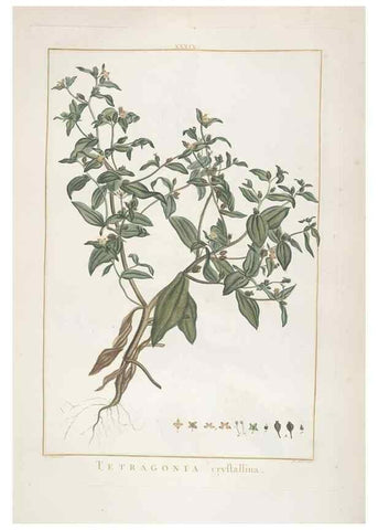 Reproducción/Reproduction 48826261353: Stirpes novae :. Parisiis :ex typographia Philippi-Dionysii Pierres,1784-85.. 