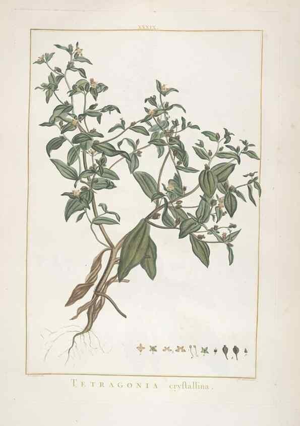 Reproducción/Reproduction 48826261353: Stirpes novae :. Parisiis :ex typographia Philippi-Dionysii Pierres,1784-85.. 
