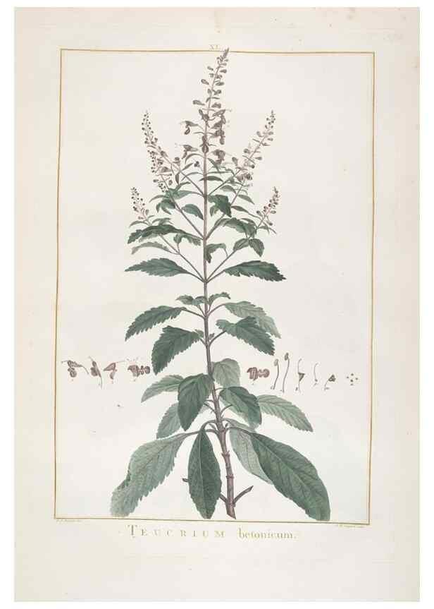 Reproducción/Reproduction 48826637456: Stirpes novae :. Parisiis :ex typographia Philippi-Dionysii Pierres,1784-85.. 