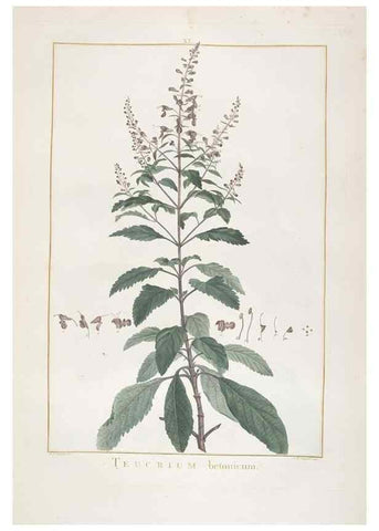 Reproducción/Reproduction 48826637456: Stirpes novae :. Parisiis :ex typographia Philippi-Dionysii Pierres,1784-85.. 