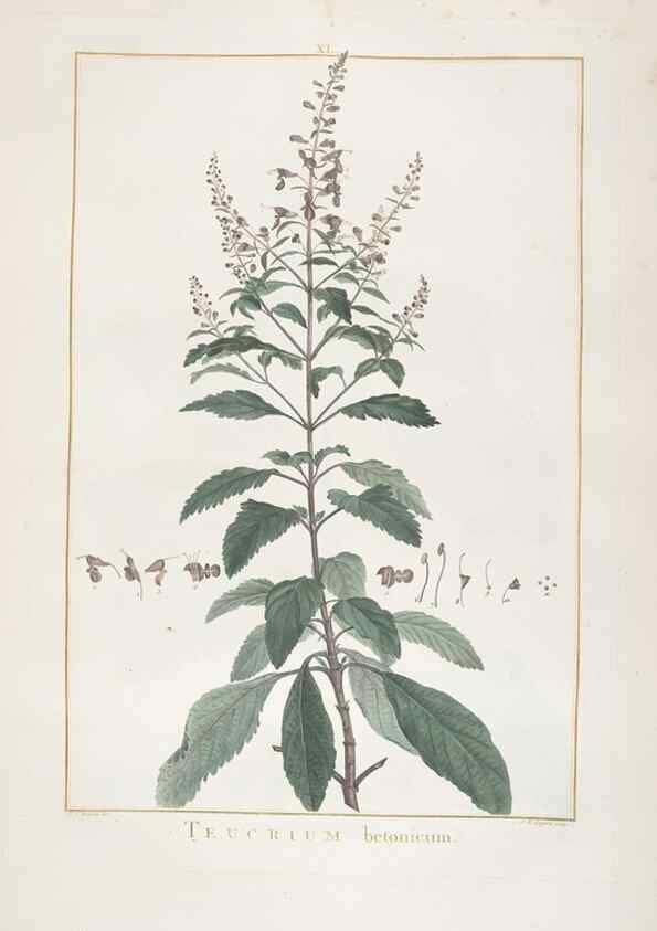 Reproducción/Reproduction 48826637456: Stirpes novae :. Parisiis :ex typographia Philippi-Dionysii Pierres,1784-85.. 