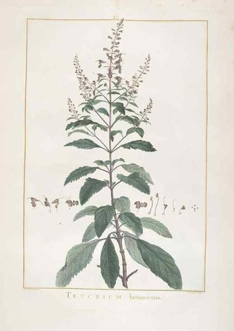 Reproducción/Reproduction 48826637456: Stirpes novae :. Parisiis :ex typographia Philippi-Dionysii Pierres,1784-85.. 