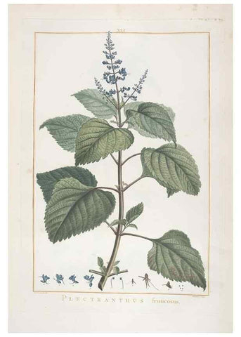 Reproducción/Reproduction 48826637891: Stirpes novae :. Parisiis :ex typographia Philippi-Dionysii Pierres,1784-85.. 