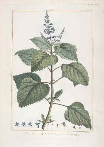 Reproducción/Reproduction 48826637891: Stirpes novae :. Parisiis :ex typographia Philippi-Dionysii Pierres,1784-85.. 