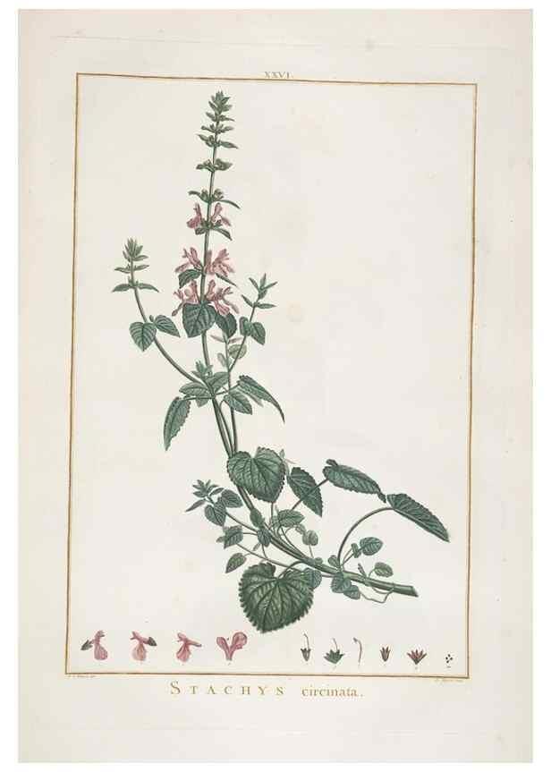 Reproducción/Reproduction 48826632596: Stirpes novae :. Parisiis :ex typographia Philippi-Dionysii Pierres,1784-85.. 