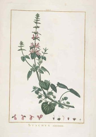 Reproducción/Reproduction 48826632596: Stirpes novae :. Parisiis :ex typographia Philippi-Dionysii Pierres,1784-85.. 