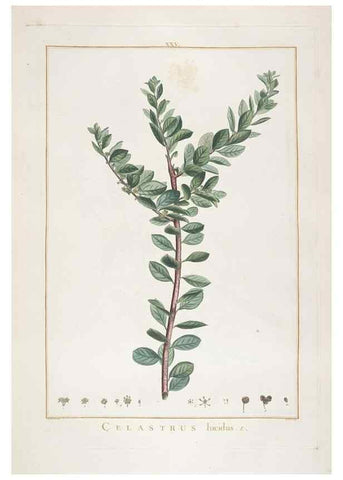 Reproducción/Reproduction 48826256213: Stirpes novae :. Parisiis :ex typographia Philippi-Dionysii Pierres,1784-85.. 