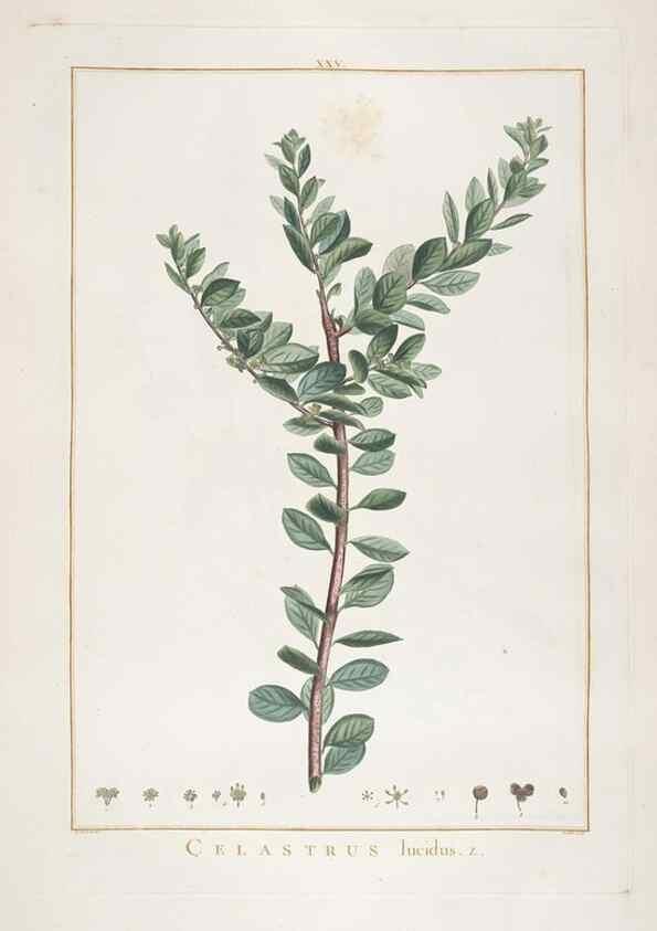 Reproducción/Reproduction 48826256213: Stirpes novae :. Parisiis :ex typographia Philippi-Dionysii Pierres,1784-85.. 