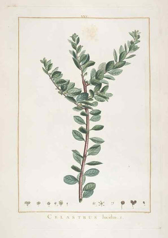 Reproducción/Reproduction 48826256213: Stirpes novae :. Parisiis :ex typographia Philippi-Dionysii Pierres,1784-85.. 
