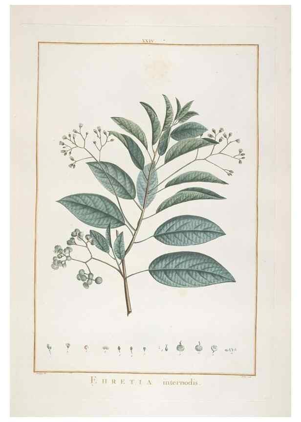 Reproducción/Reproduction 48826255878: Stirpes novae :. Parisiis :ex typographia Philippi-Dionysii Pierres,1784-85.. 
