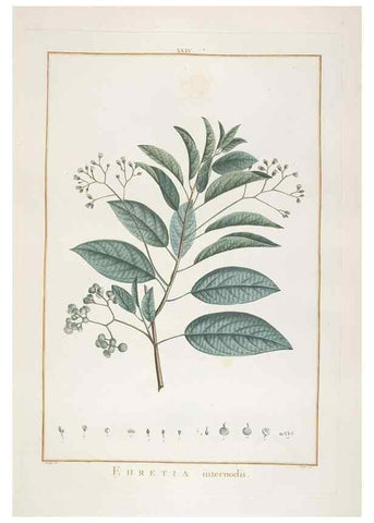 Reproducción/Reproduction 48826255878: Stirpes novae :. Parisiis :ex typographia Philippi-Dionysii Pierres,1784-85.. 