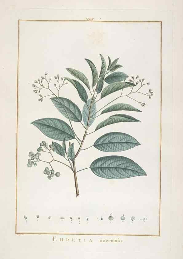 Reproducción/Reproduction 48826255878: Stirpes novae :. Parisiis :ex typographia Philippi-Dionysii Pierres,1784-85.. 