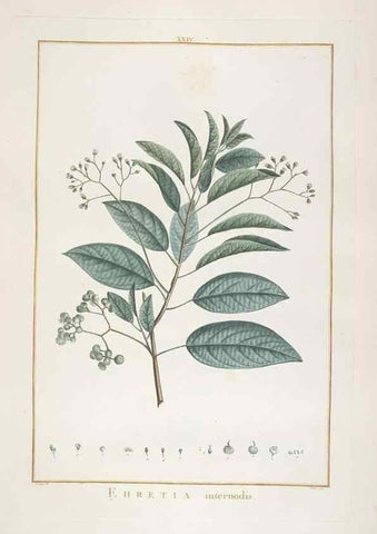 Reproducción/Reproduction 48826255878: Stirpes novae :. Parisiis :ex typographia Philippi-Dionysii Pierres,1784-85.. 