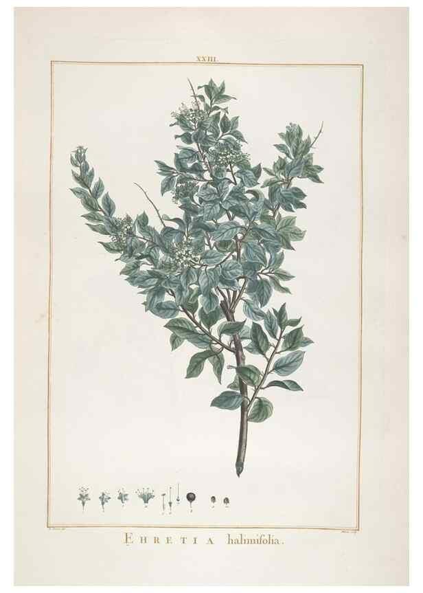 Reproducción/Reproduction 48826787117: Stirpes novae :. Parisiis :ex typographia Philippi-Dionysii Pierres,1784-85.. 