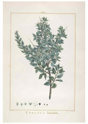Reproducción/Reproduction 48826787117: Stirpes novae :. Parisiis :ex typographia Philippi-Dionysii Pierres,1784-85.. 
