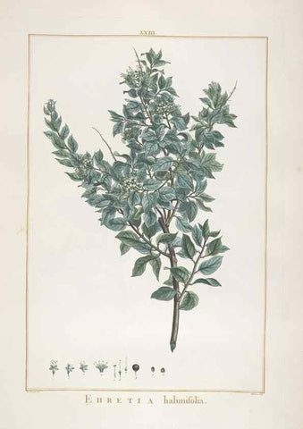 Reproducción/Reproduction 48826787117: Stirpes novae :. Parisiis :ex typographia Philippi-Dionysii Pierres,1784-85.. 