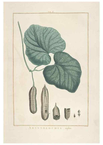 Reproducción/Reproduction 48826249128: Stirpes novae :. Parisiis :ex typographia Philippi-Dionysii Pierres,1784-85.. 