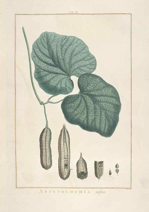 Reproducción/Reproduction 48826249128: Stirpes novae :. Parisiis :ex typographia Philippi-Dionysii Pierres,1784-85.. 