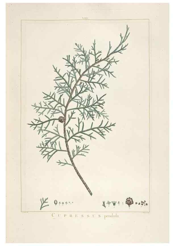 Reproducción/Reproduction 48826625366: Stirpes novae :. Parisiis :ex typographia Philippi-Dionysii Pierres,1784-85.. 