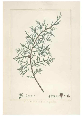 Reproducción/Reproduction 48826625366: Stirpes novae :. Parisiis :ex typographia Philippi-Dionysii Pierres,1784-85.. 