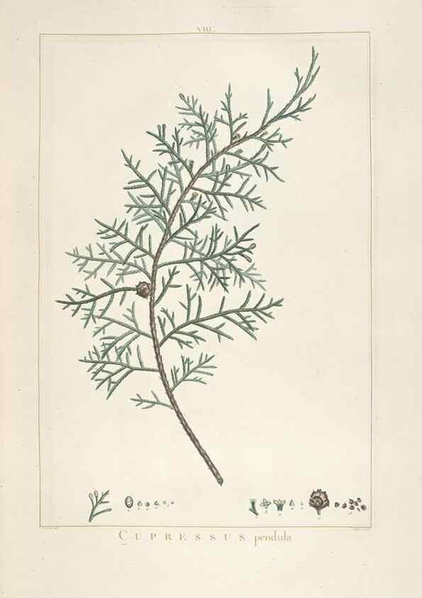 Reproducción/Reproduction 48826625366: Stirpes novae :. Parisiis :ex typographia Philippi-Dionysii Pierres,1784-85.. 