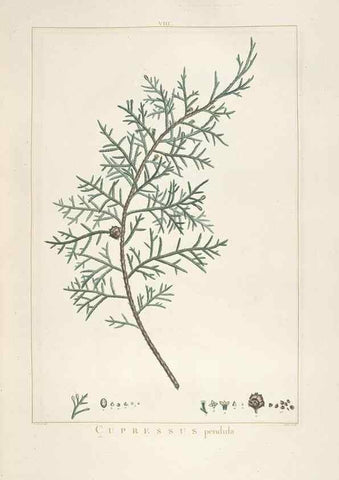 Reproducción/Reproduction 48826625366: Stirpes novae :. Parisiis :ex typographia Philippi-Dionysii Pierres,1784-85.. 