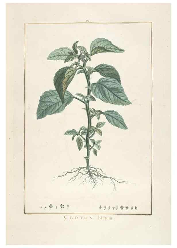 Reproducción/Reproduction 48826781382: Stirpes novae :. Parisiis :ex typographia Philippi-Dionysii Pierres,1784-85.. 