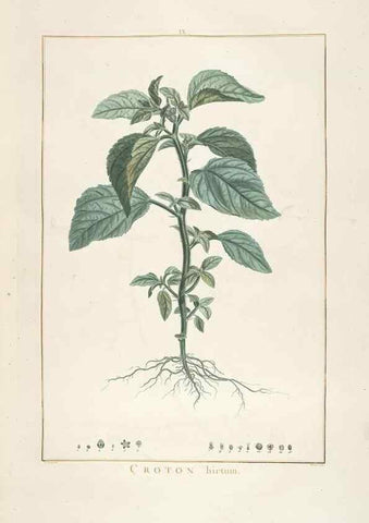 Reproducción/Reproduction 48826781382: Stirpes novae :. Parisiis :ex typographia Philippi-Dionysii Pierres,1784-85.. 