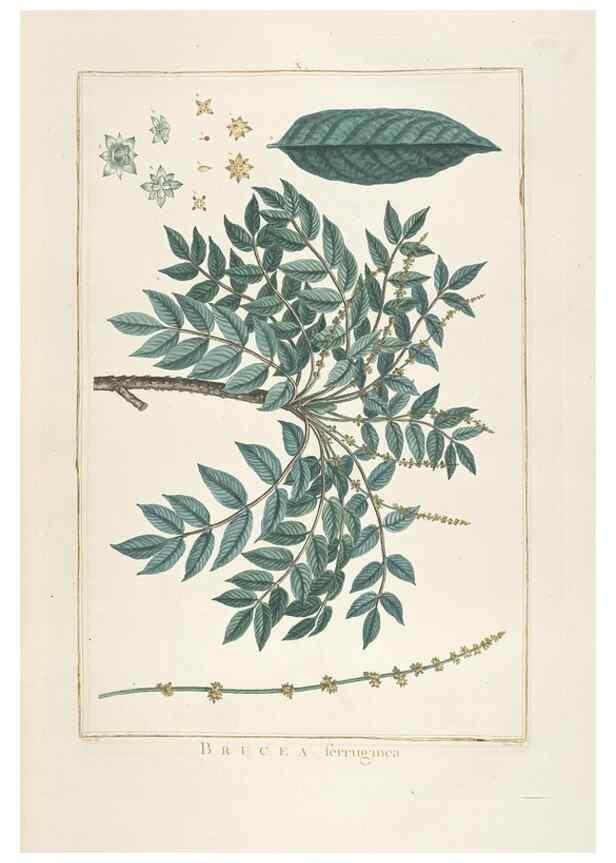 Reproducción/Reproduction 48826781822: Stirpes novae :. Parisiis :ex typographia Philippi-Dionysii Pierres,1784-85.. 