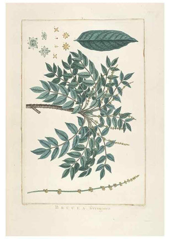 Reproducción/Reproduction 48826781822: Stirpes novae :. Parisiis :ex typographia Philippi-Dionysii Pierres,1784-85.. 