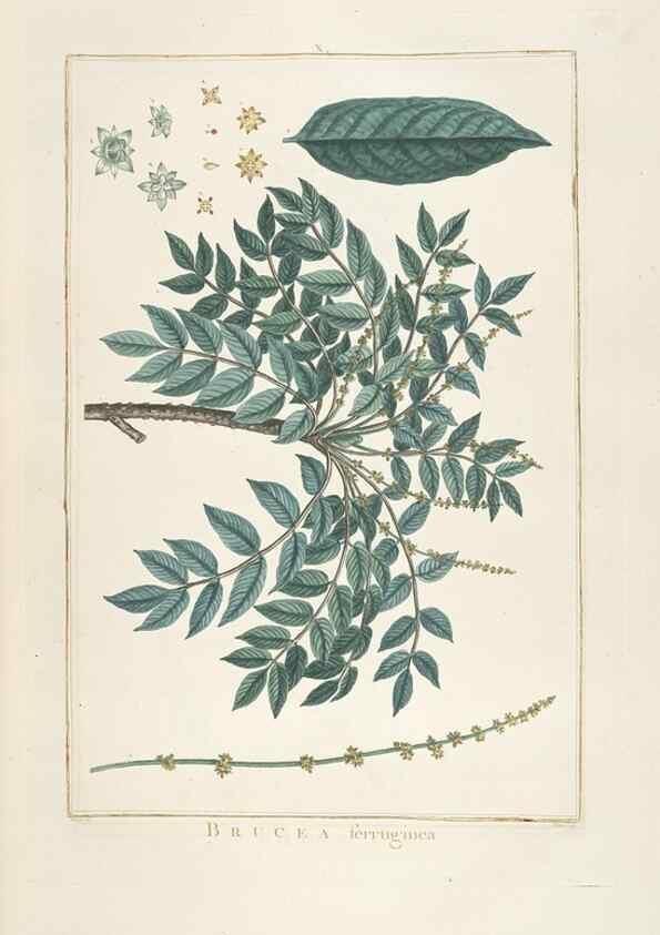 Reproducción/Reproduction 48826781822: Stirpes novae :. Parisiis :ex typographia Philippi-Dionysii Pierres,1784-85.. 