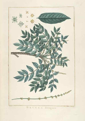 Reproducción/Reproduction 48826781822: Stirpes novae :. Parisiis :ex typographia Philippi-Dionysii Pierres,1784-85.. 